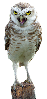 Perched Burrowing Owl Portrait PNG