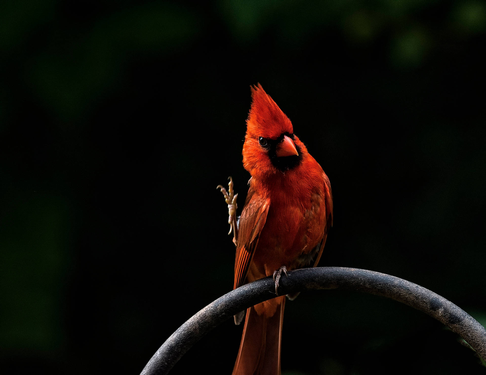 Perched Cardinal Bird Wallpaper