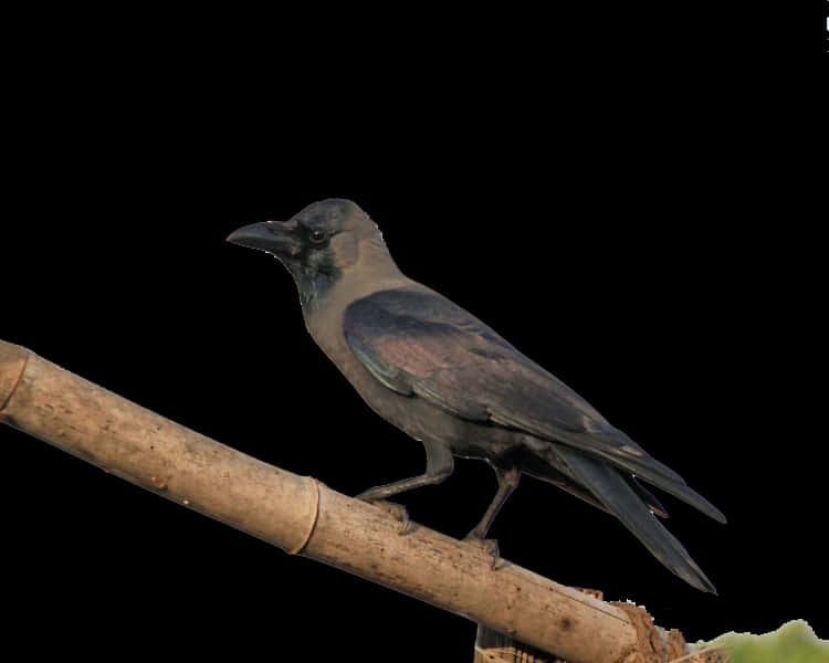Perched Crow Black Background PNG