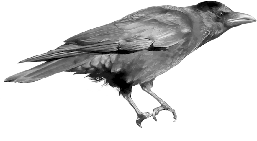 Perched Crow Gray Scale PNG