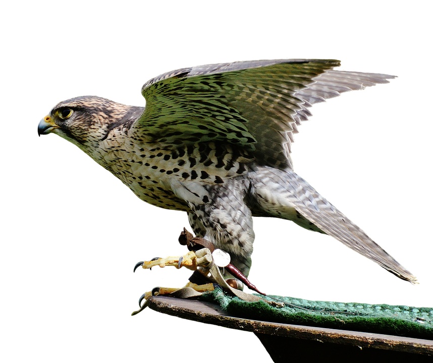 Perched Falcon Spreading Wings PNG