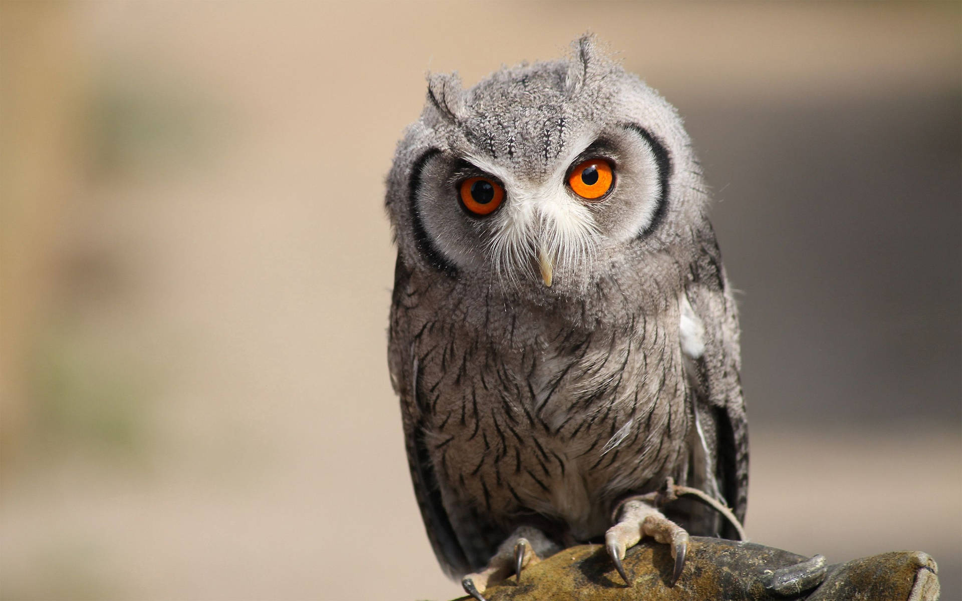 Perched Gray Owl With Orange Eyes Wallpaper