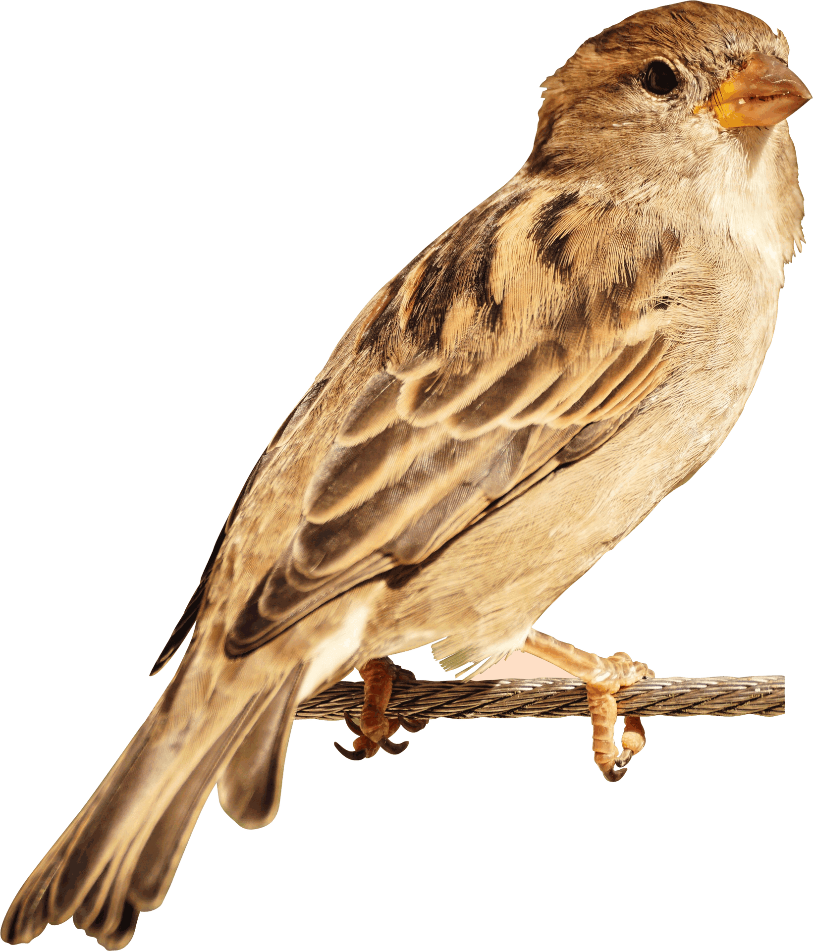 Perched House Sparrow.png PNG