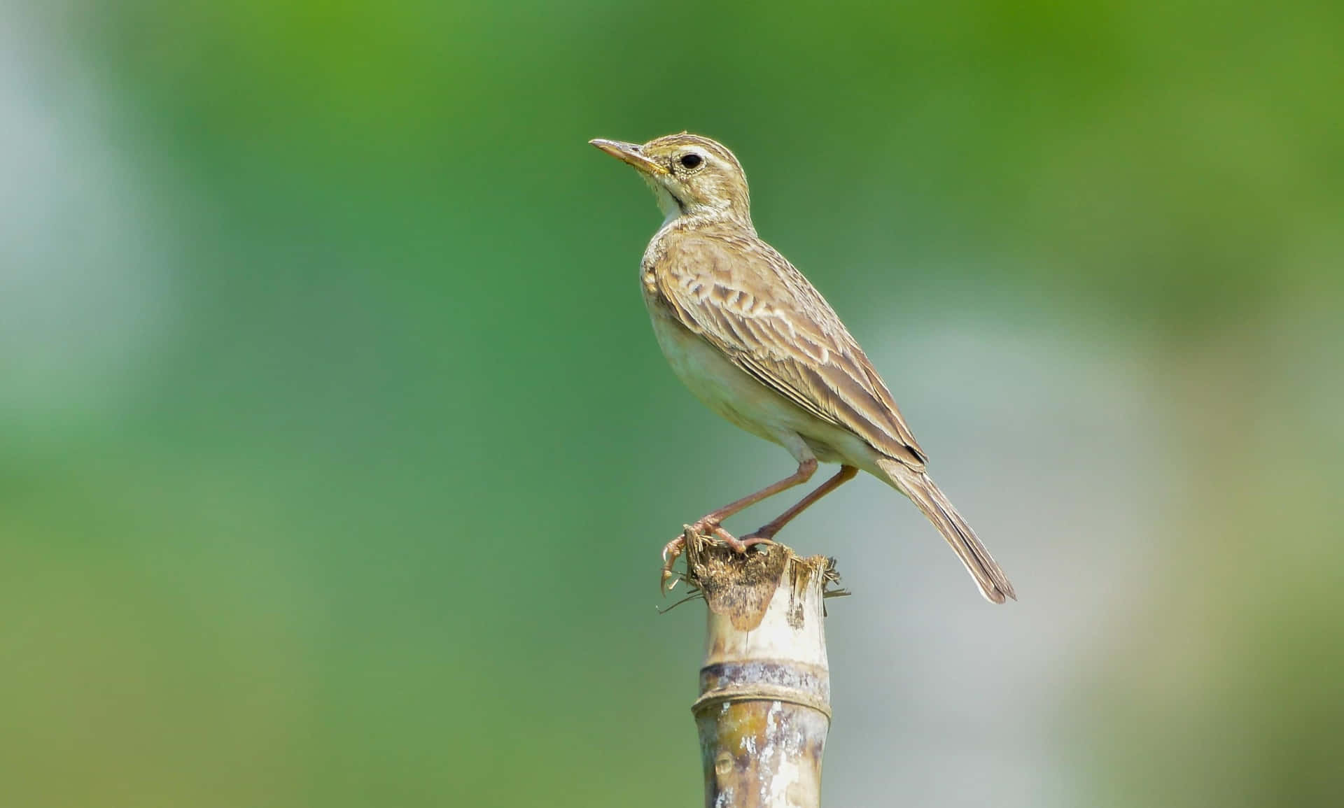 Perched Lark Green Backdrop Wallpaper