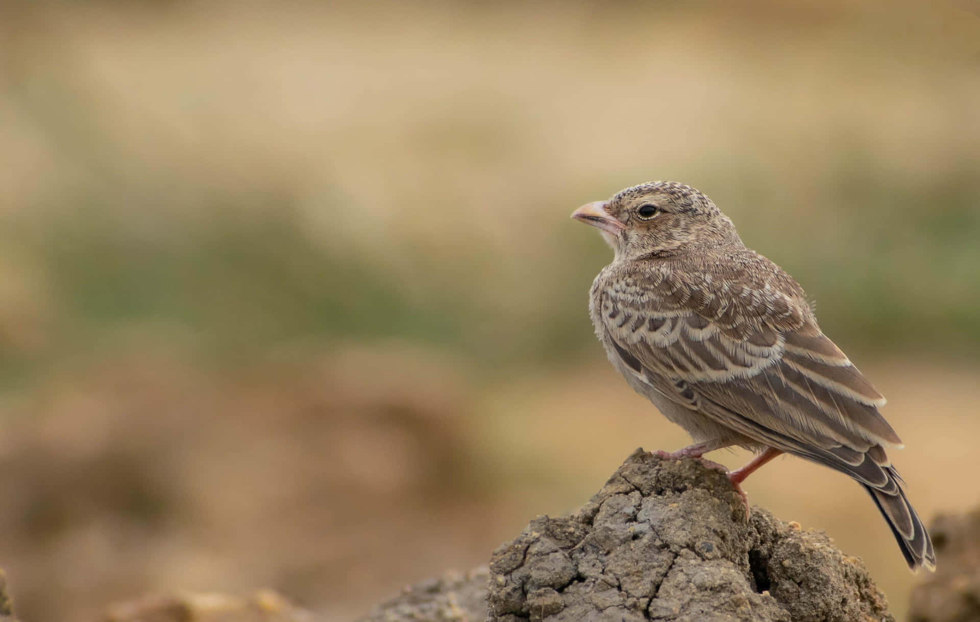 Perched Lark Nature Scene Wallpaper