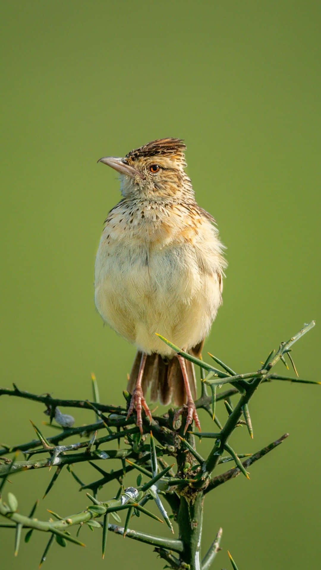 Perched Larkon Thorny Branch Wallpaper