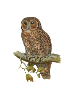 Perched Owl Artwork PNG