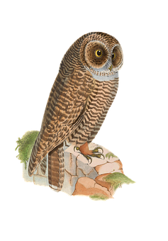Perched Owl Illustration PNG