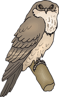 Perched Owl Illustration PNG