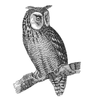 Perched Owl Sketch PNG
