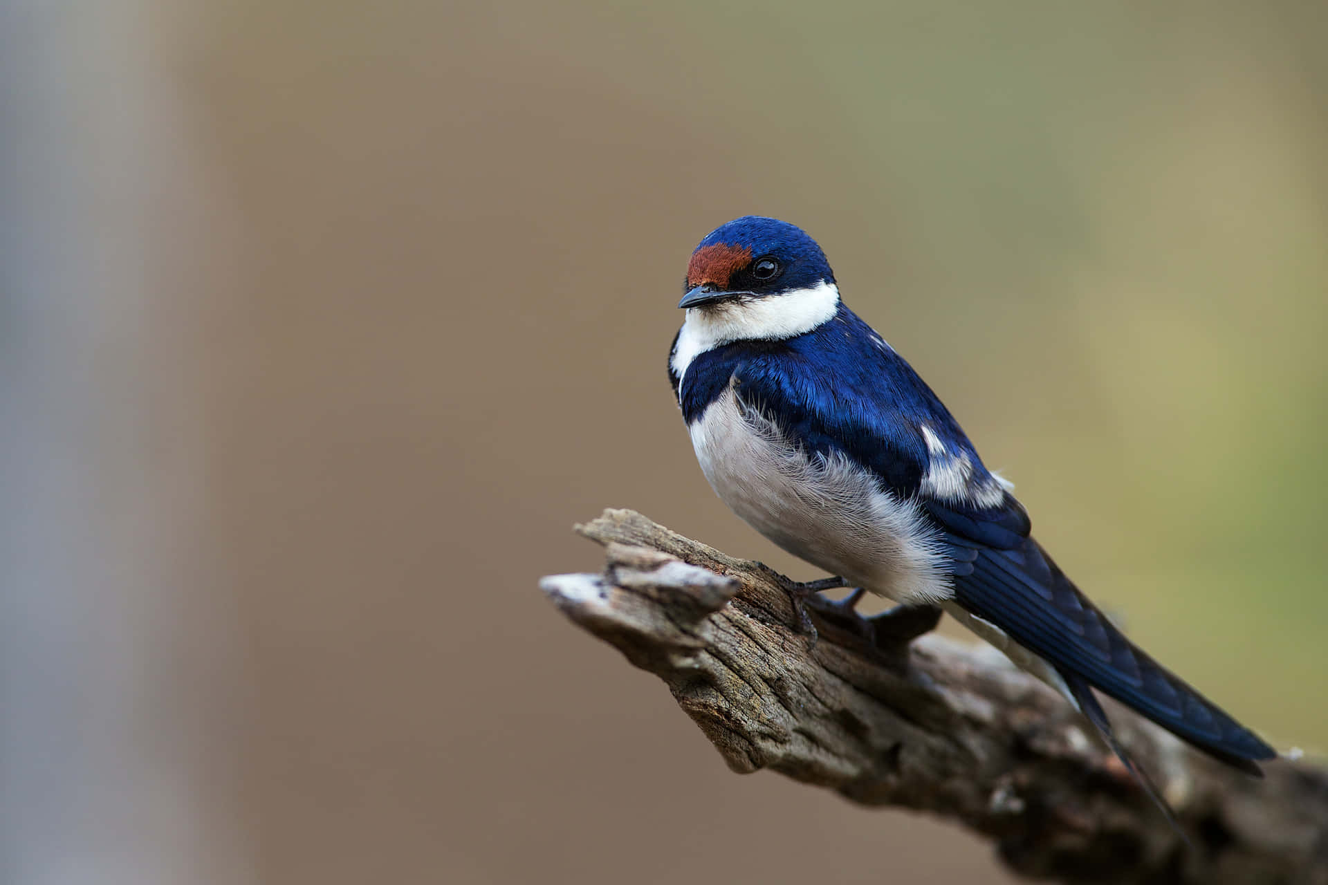 Burung Swallow Bertengger Di Cabang Wallpaper