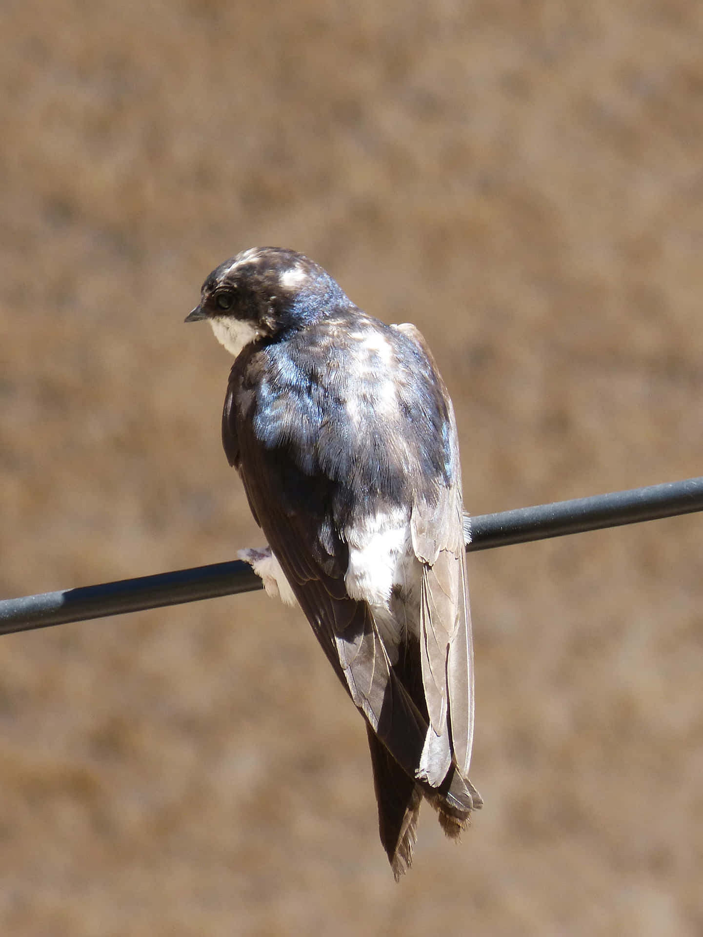 Perched Swallow Birdon Wire Wallpaper