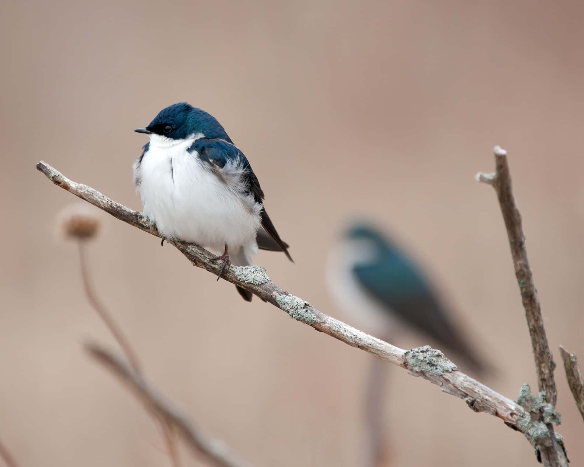 Burung Swallow Bertengger Wallpaper