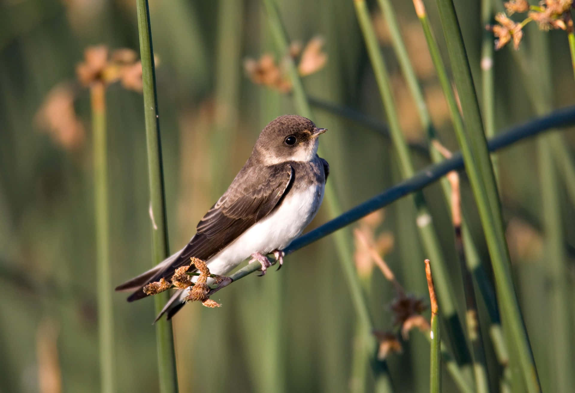 Perched Swallowin Natural Habitat.jpg Wallpaper