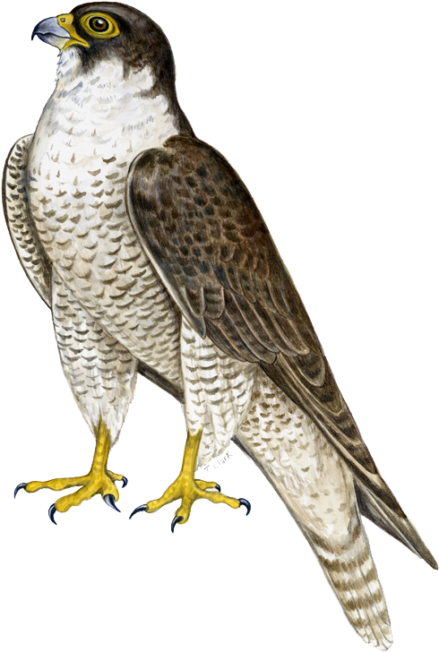 Peregrine Falcon Illustration PNG