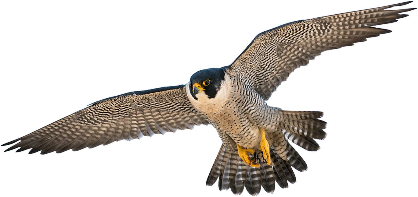 Peregrine Falcon In Flight PNG