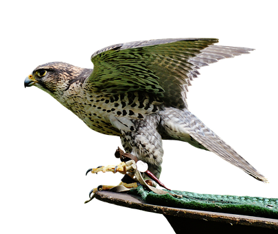 Peregrine Falcon Preparingfor Flight PNG