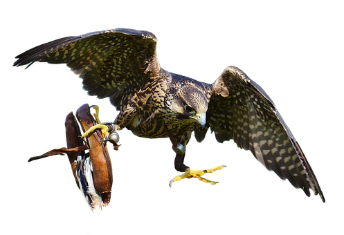 Peregrine Falconin Flight PNG