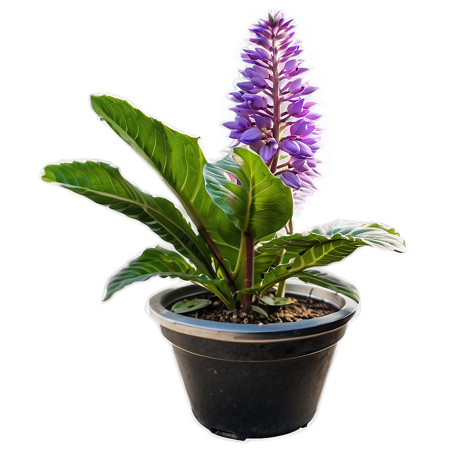 Perennial Plant Png 5 PNG