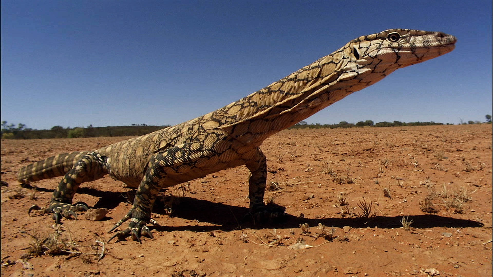 Perentie Largest Monitor Lizard In Australia Wallpaper