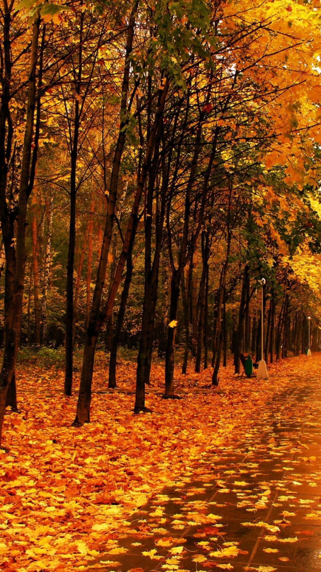 Take in the captivating beauty of a perfect fall day Wallpaper
