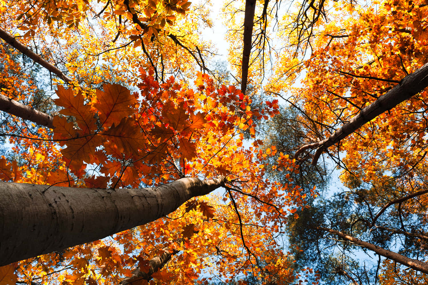 Enjoy a beautiful autumn day with a view of vibrant Fall foliage Wallpaper