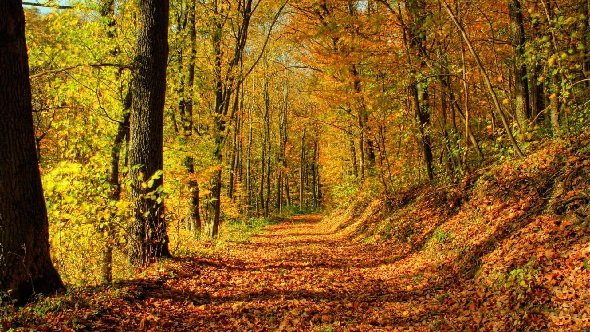 A stunning golden landscape during the perfect fall season. Wallpaper