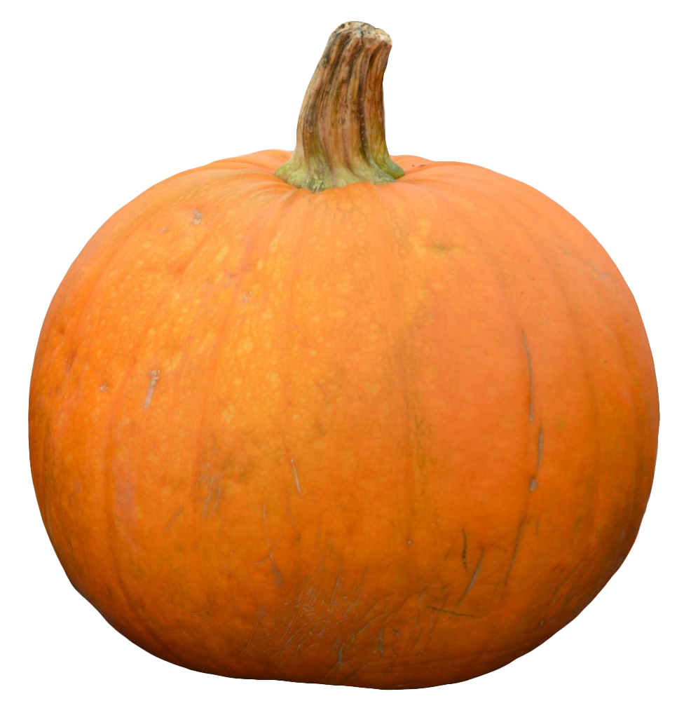 Perfect Orange Pumpkinon Gray Background.png PNG