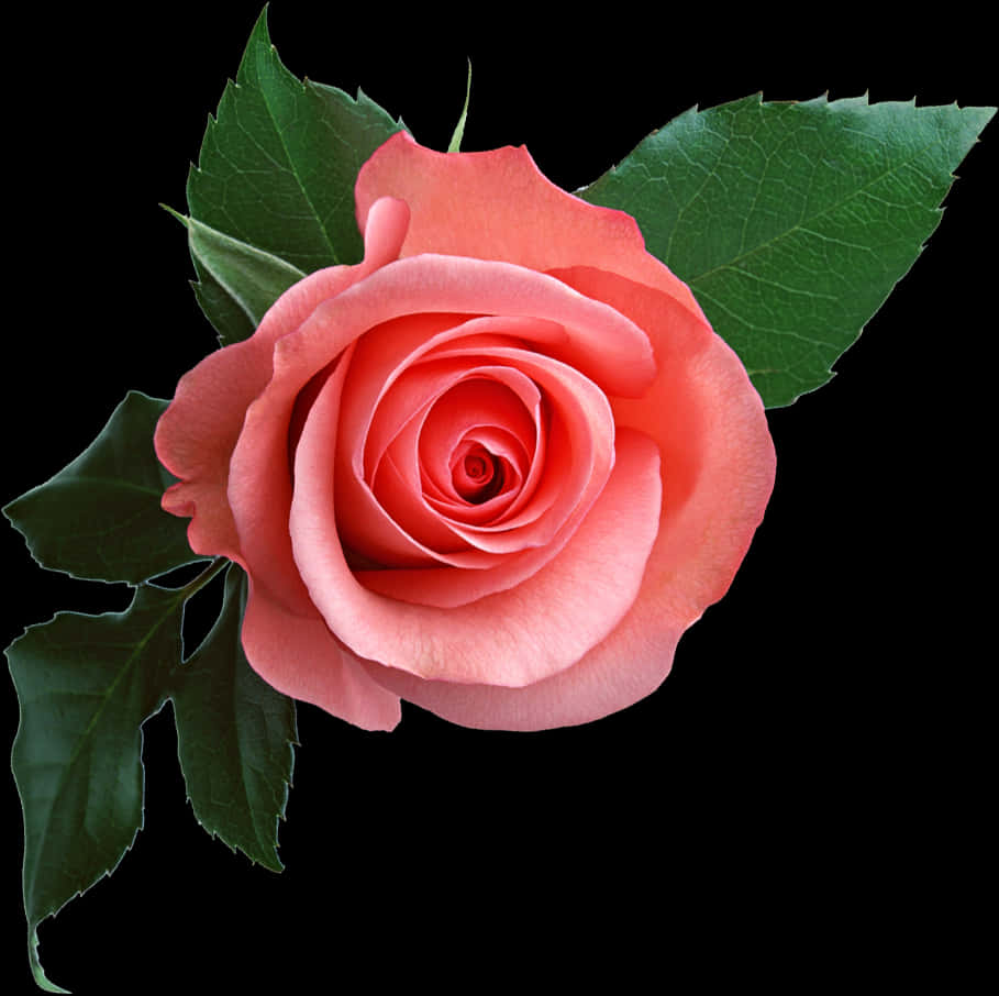 Perfect Pink Rose Black Background PNG