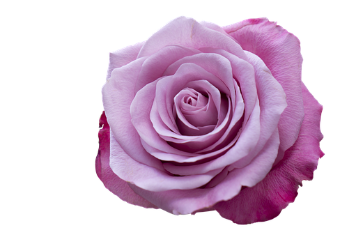Perfect Pink Rose Black Background PNG