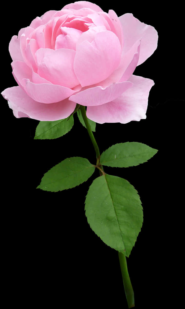 Perfect Pink Rose Black Background PNG