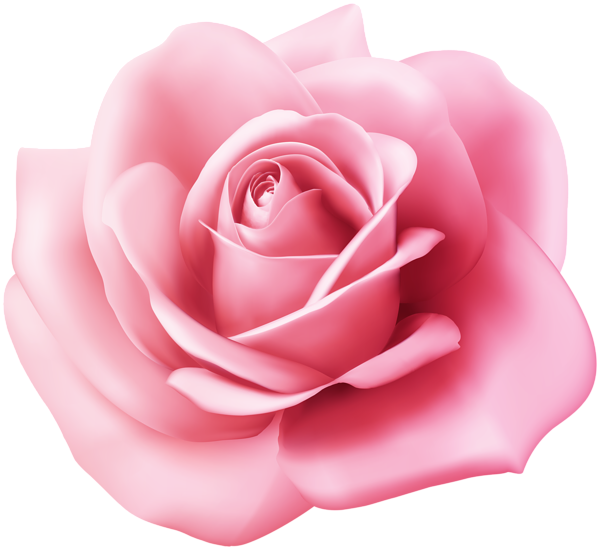 Perfect Pink Rose Bloom PNG