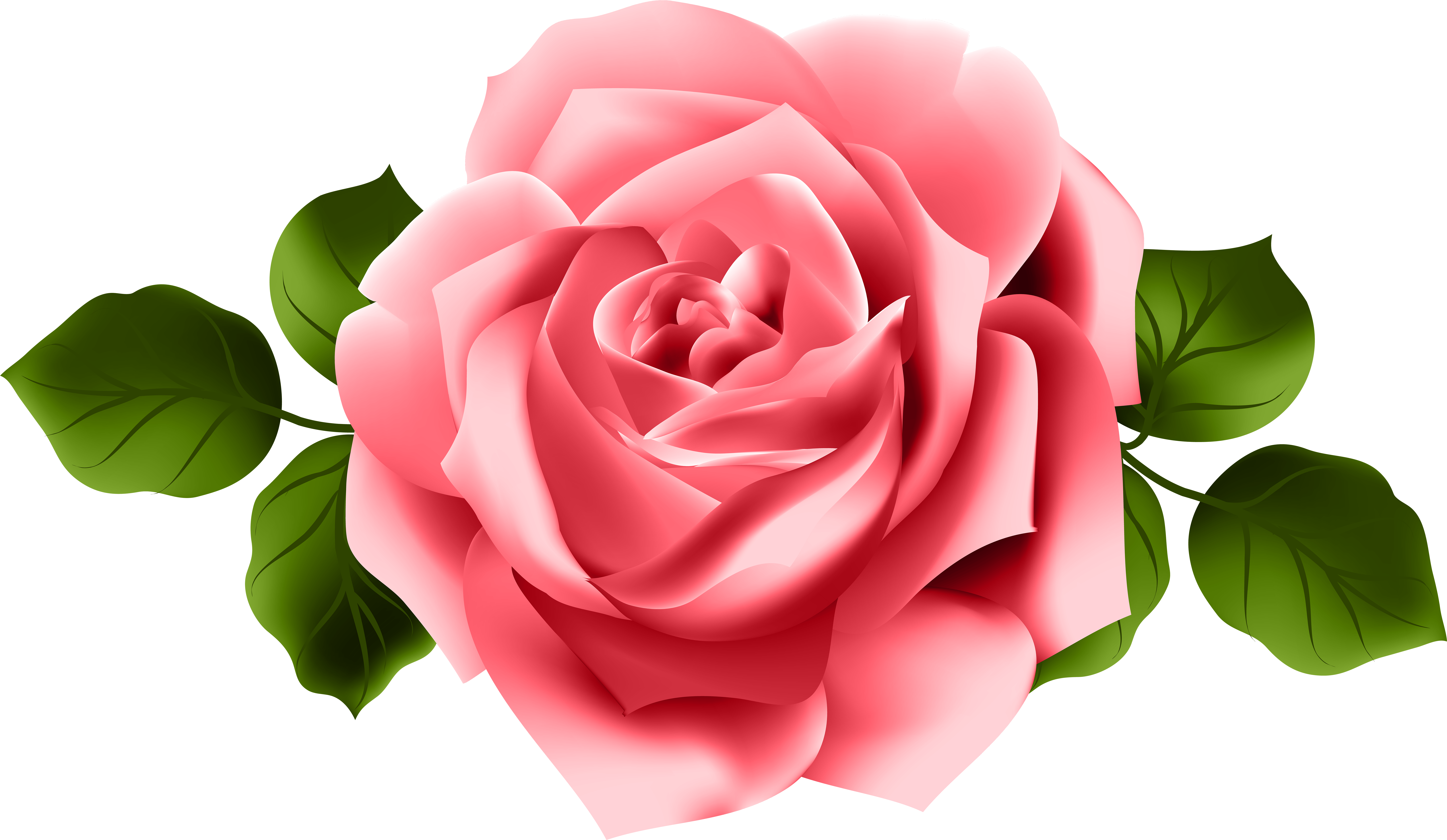 Perfect Pink Rose Illustration PNG