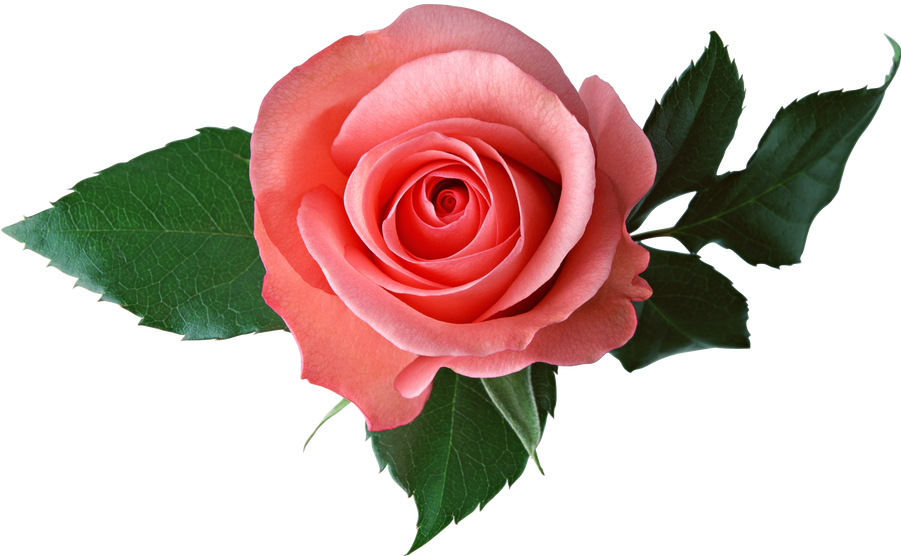 Perfect Pink Rose Isolated.png PNG