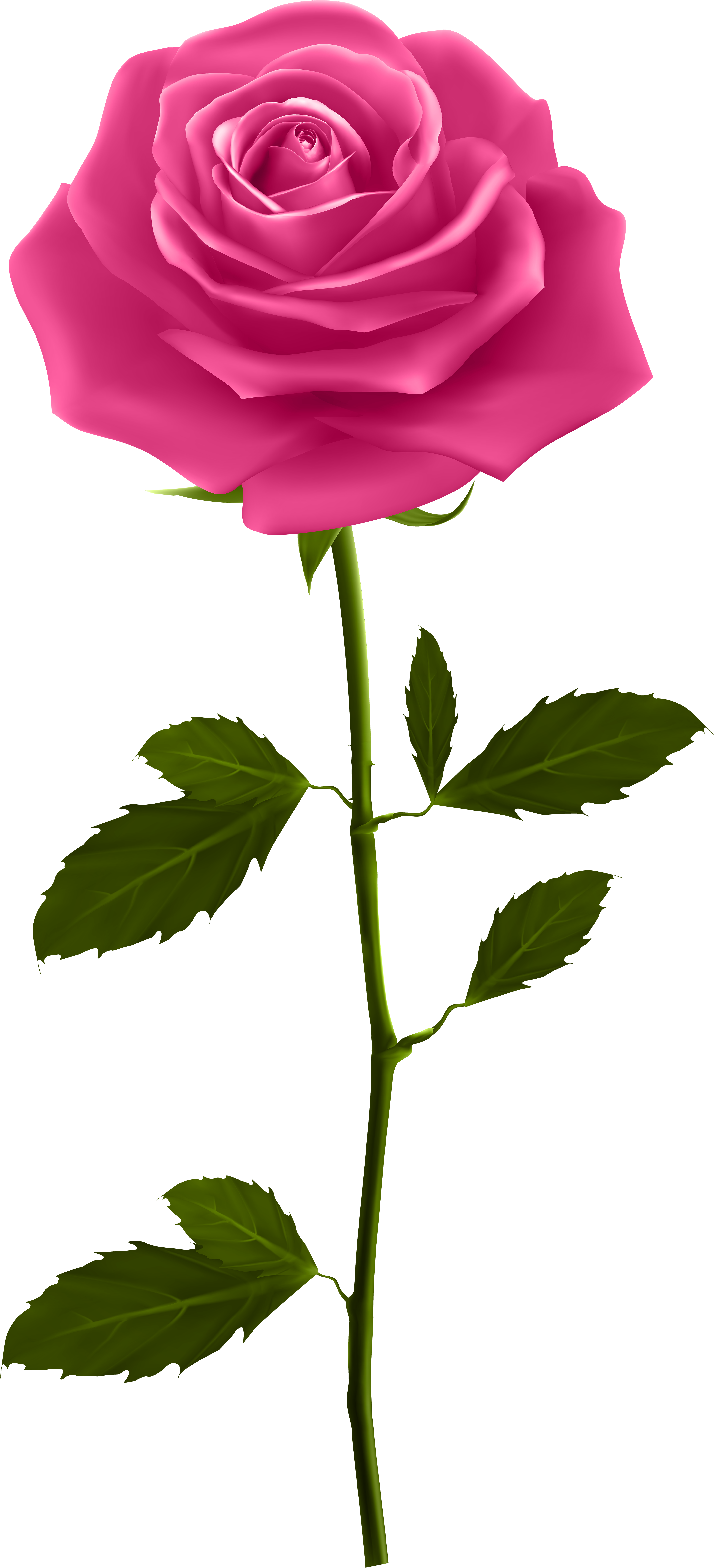 Perfect Pink Rose Stem PNG