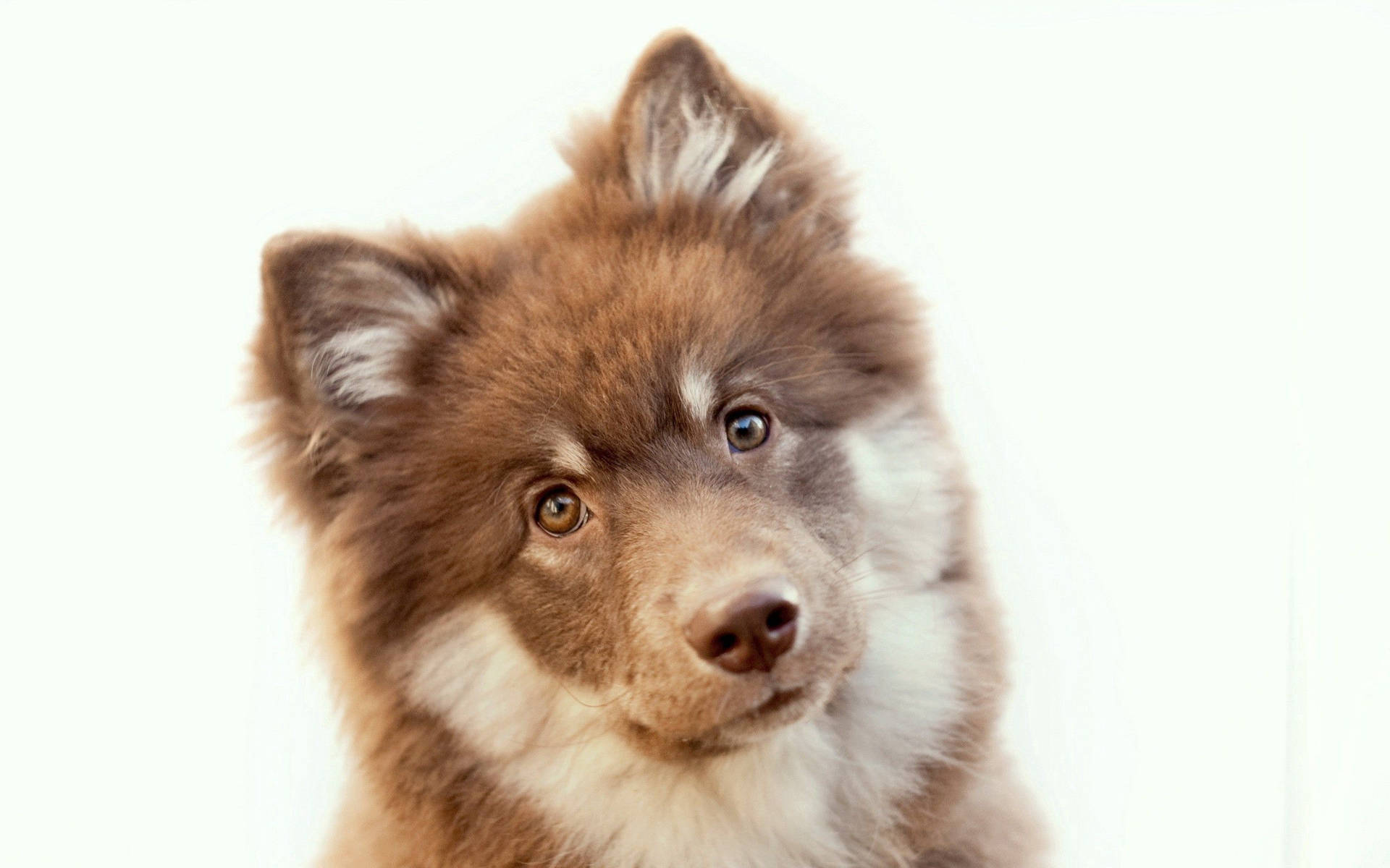 Perfect Puppy Face Portrait