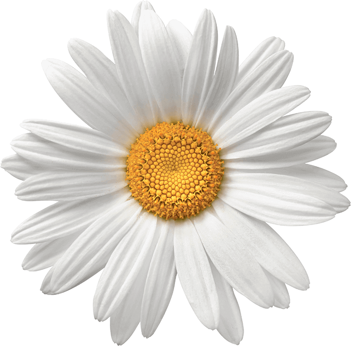 Perfect White Daisy Flower PNG