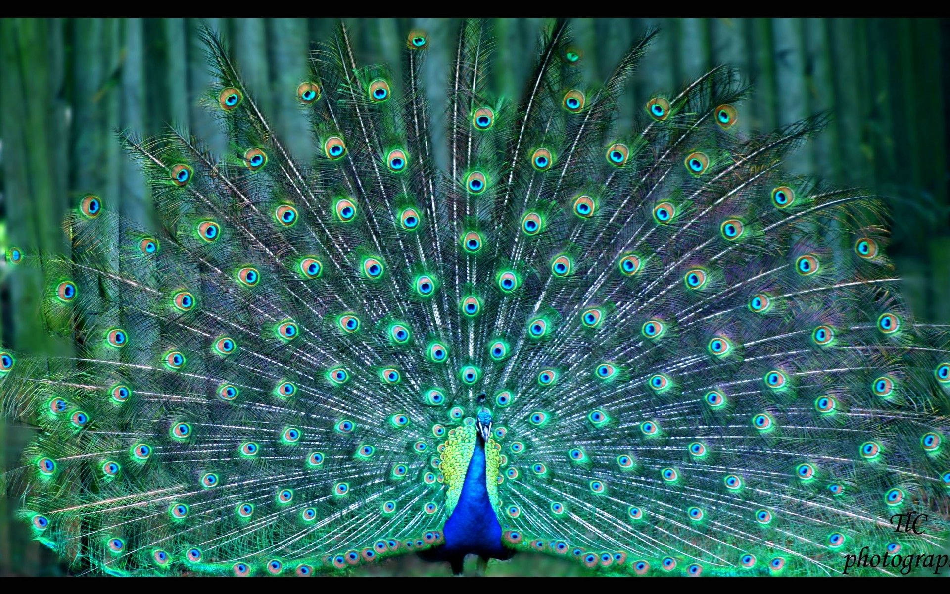 Perfectly Fanned-Out Tail Of Peacock Wallpaper