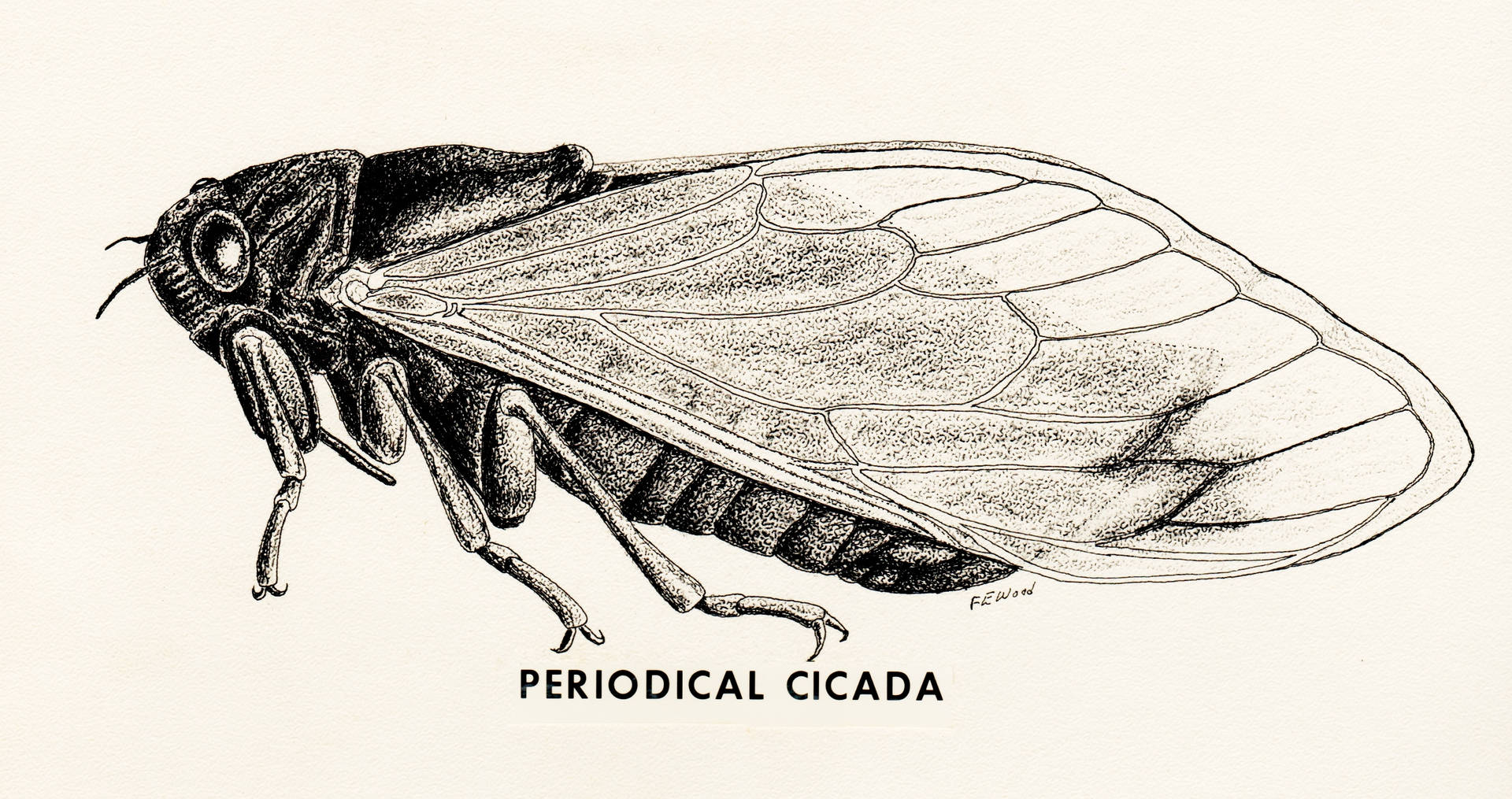 Periodical Cicada Illustration Wallpaper