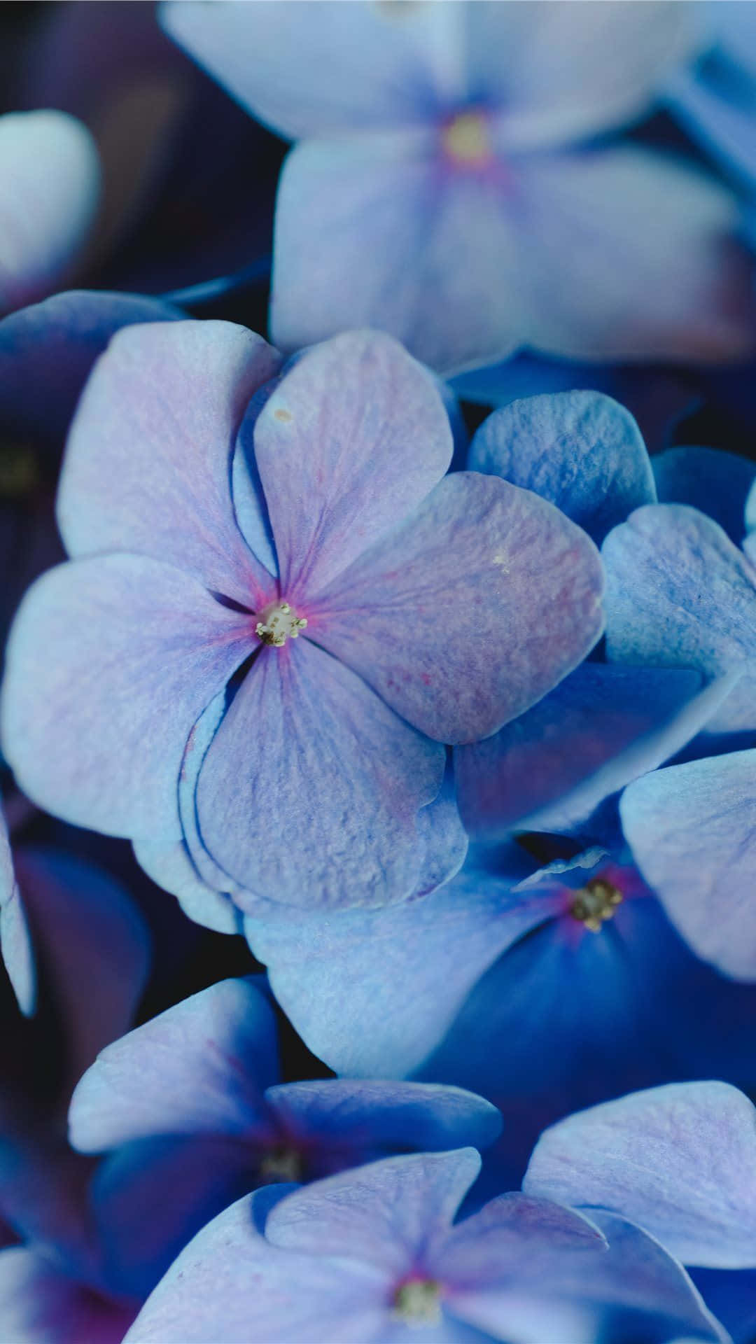 A beautiful periwinkle background with a floral pattern