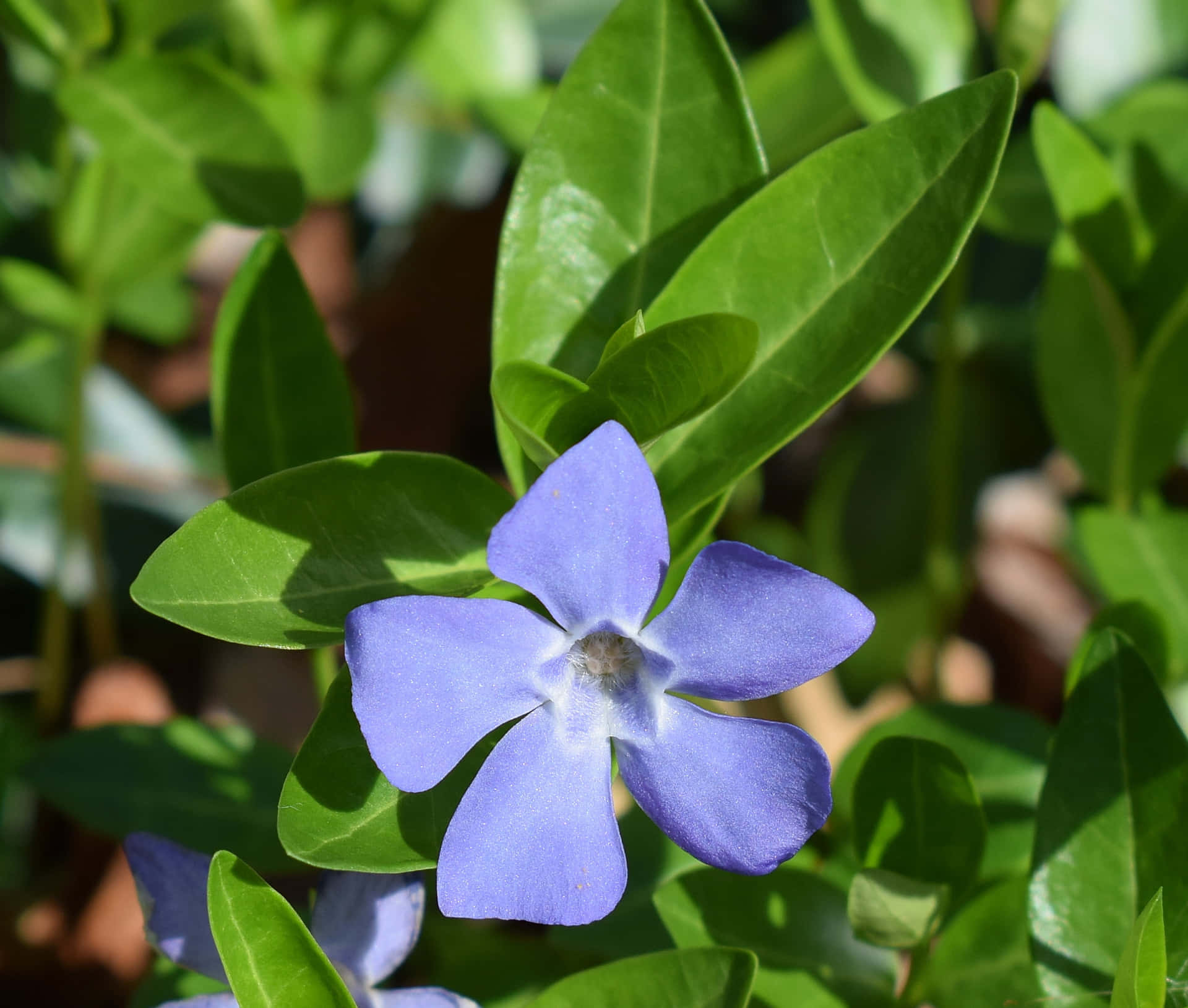 Periwinkle blue is a color that creates an air of serenity and relaxation.