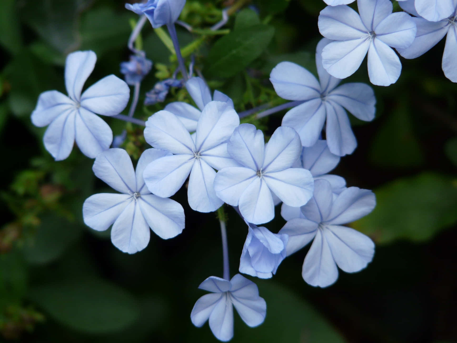 A dreamy and tranquil Periwinkle Blue sky.