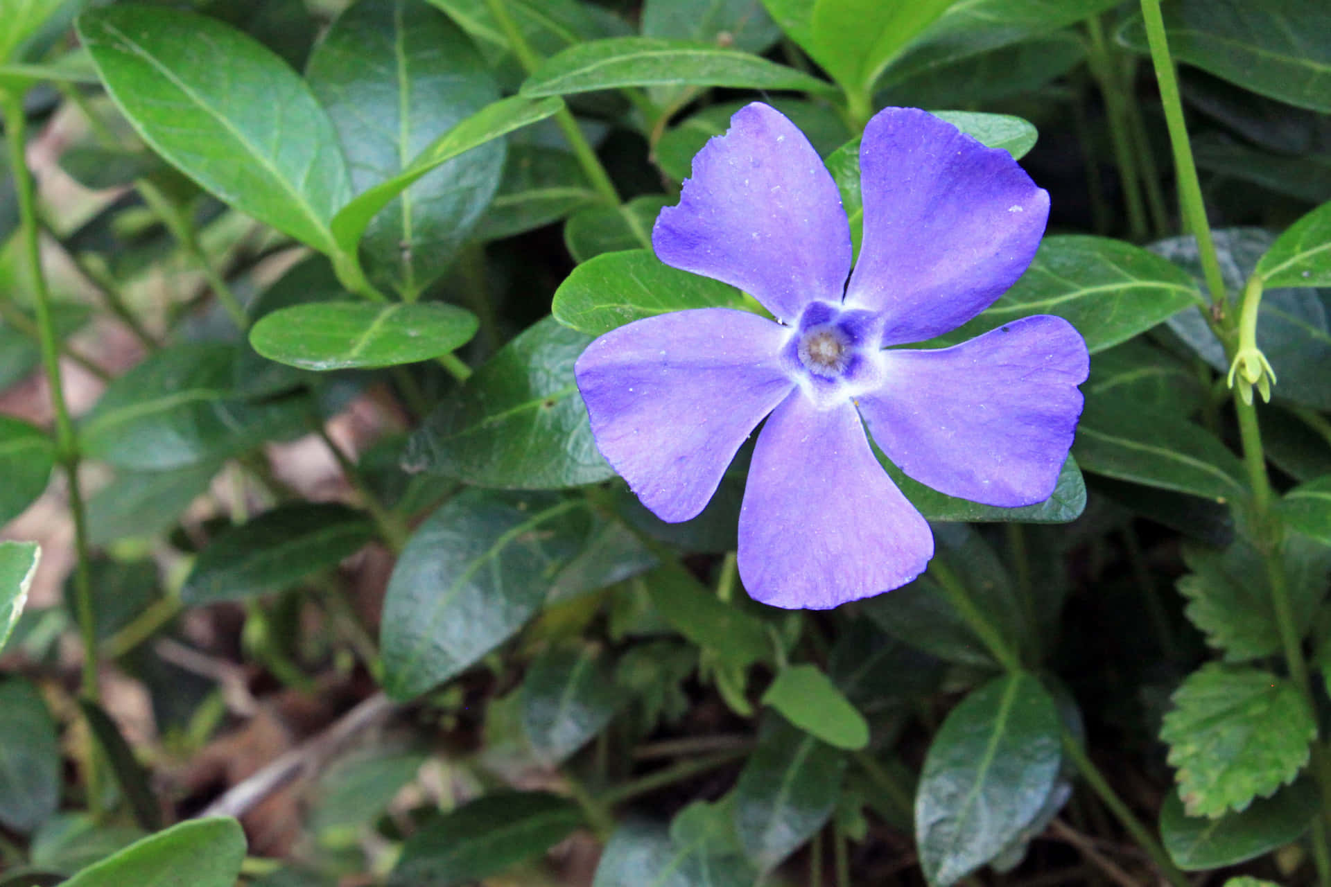 Een Dromerige Periwinkle Blauwe Scape Achtergrond