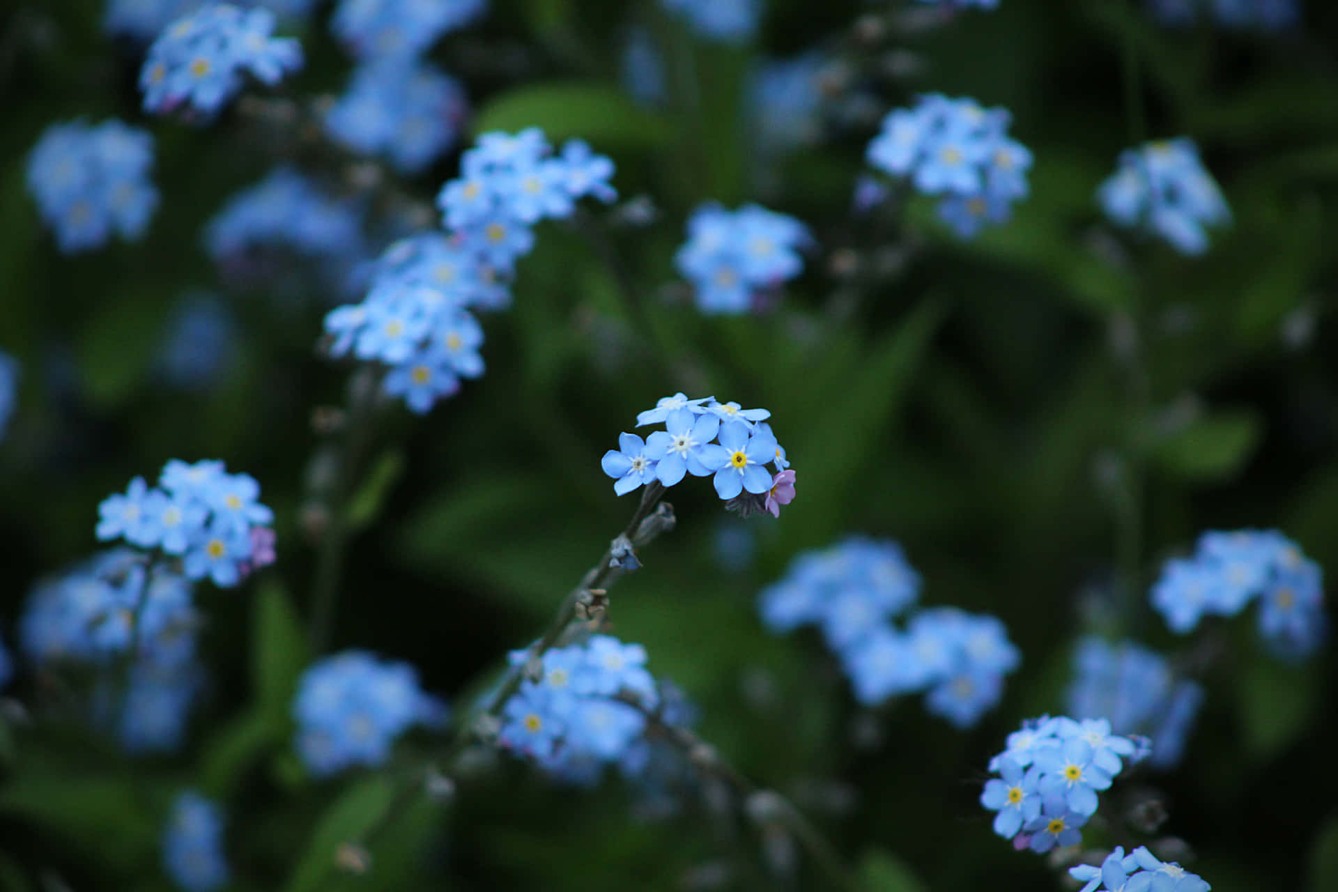 Bright and Cheerful Periwinkle Blue