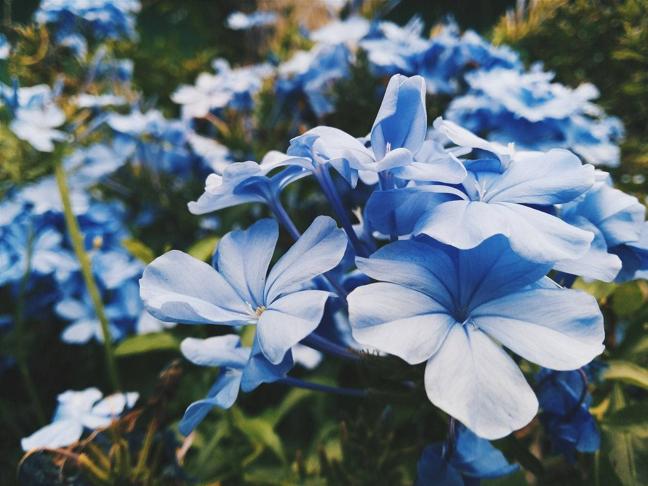 Periwinkle Blue Flowers Macro Wallpaper