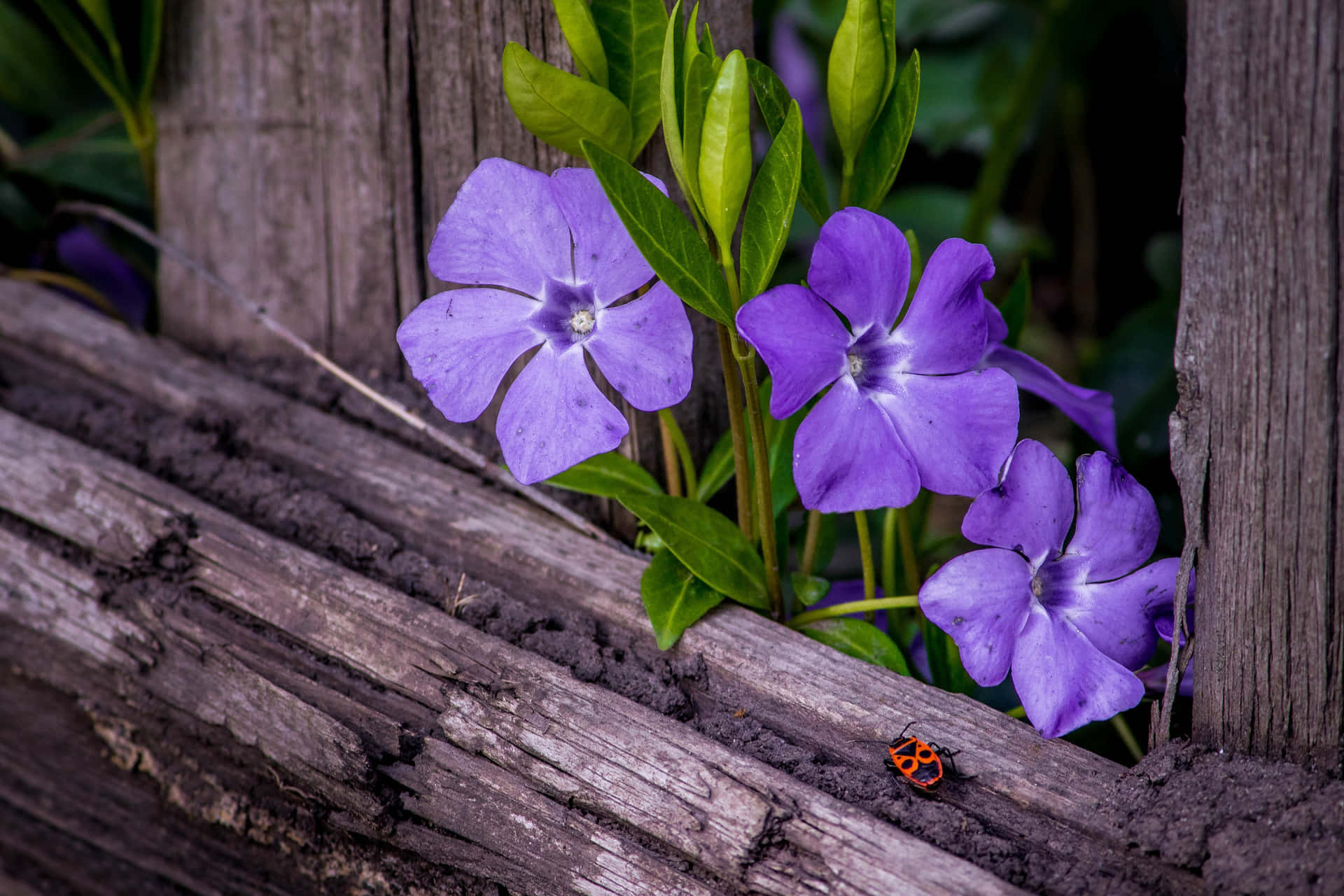 Periwinkle Flowers Wooden Fence Ladybug Wallpaper