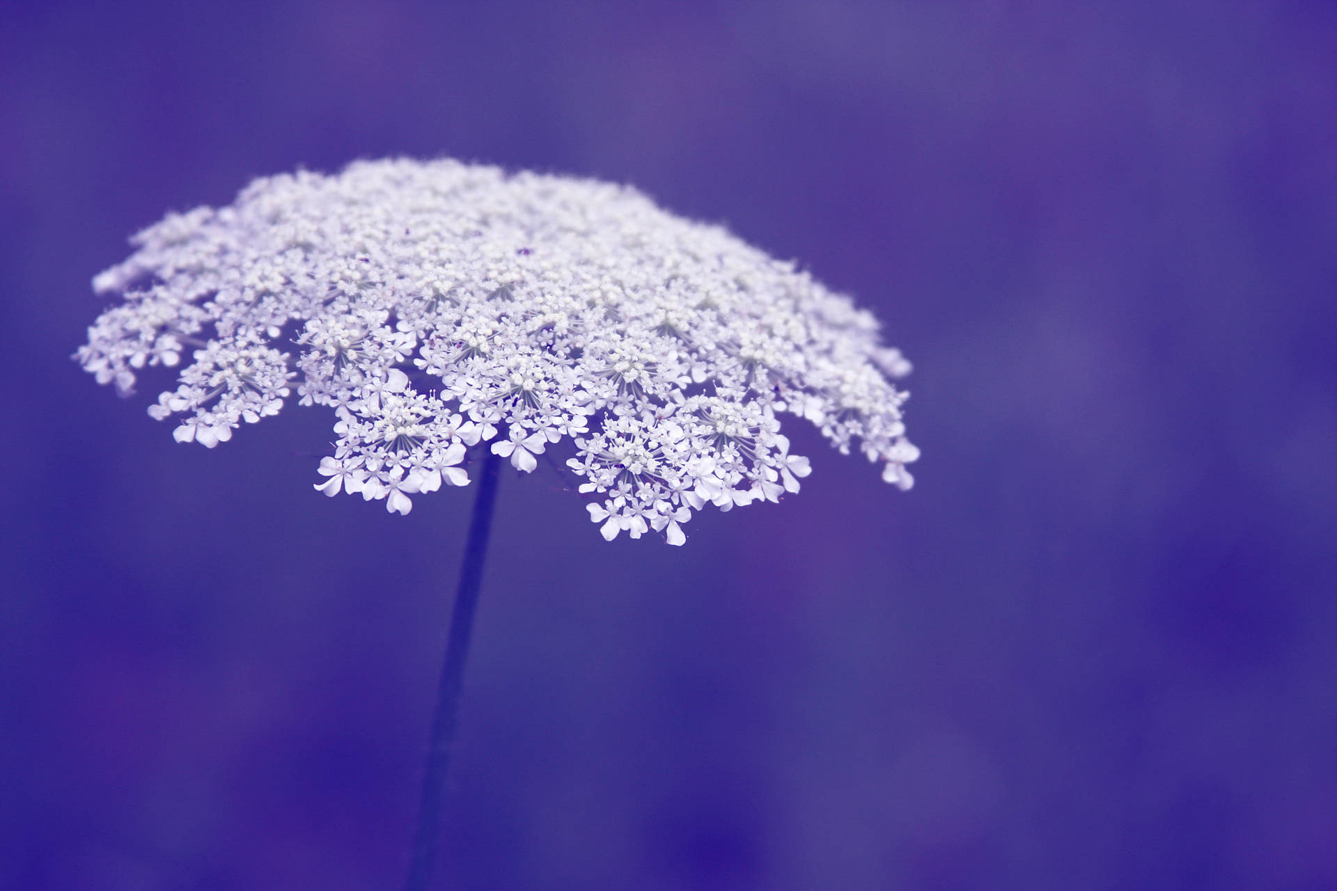 Close Up Periwinkle Purple Flower - Diamond Painting