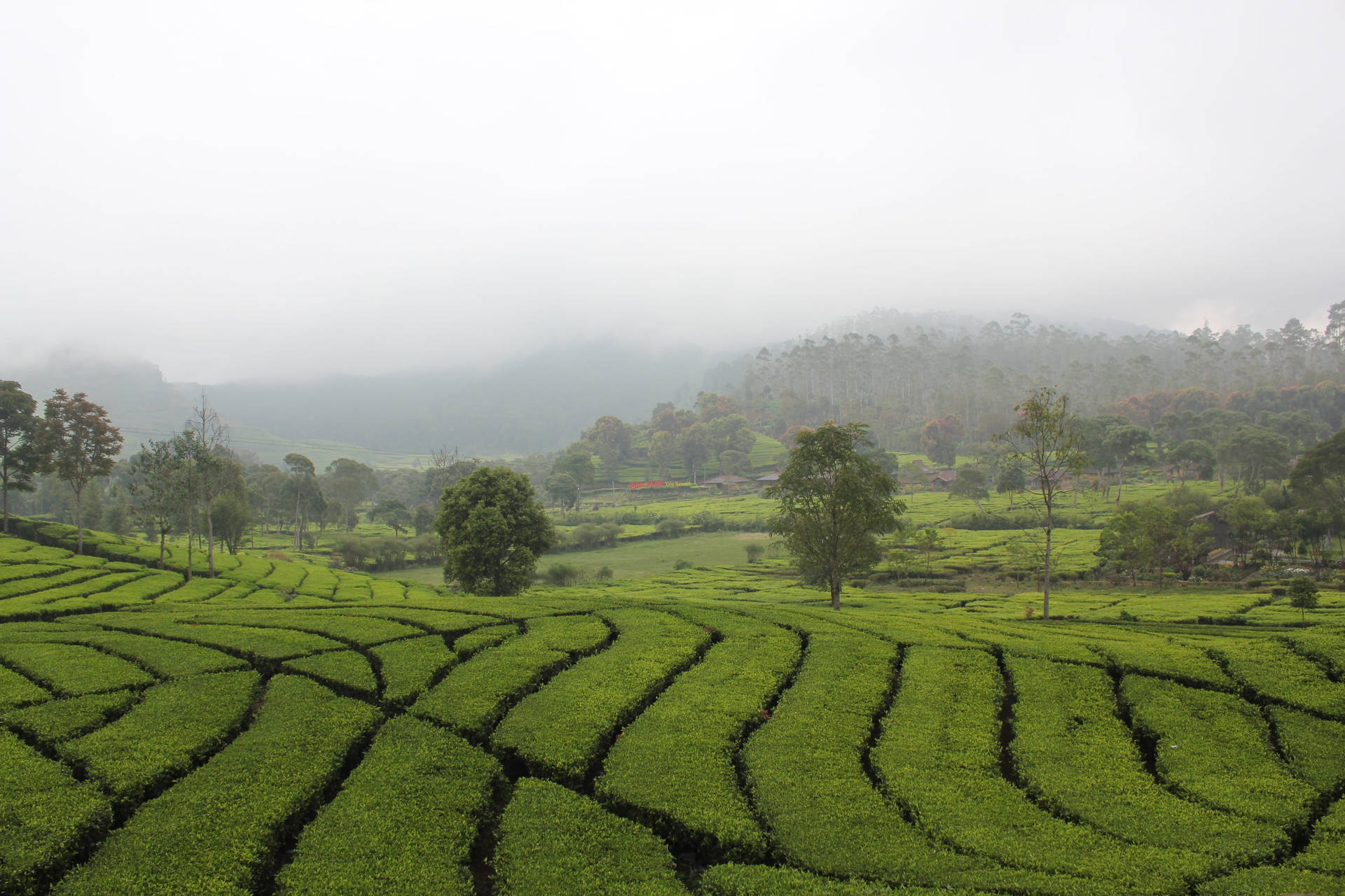 Scenic view of the Rancabali Tea Plantation in Bandung Wallpaper
