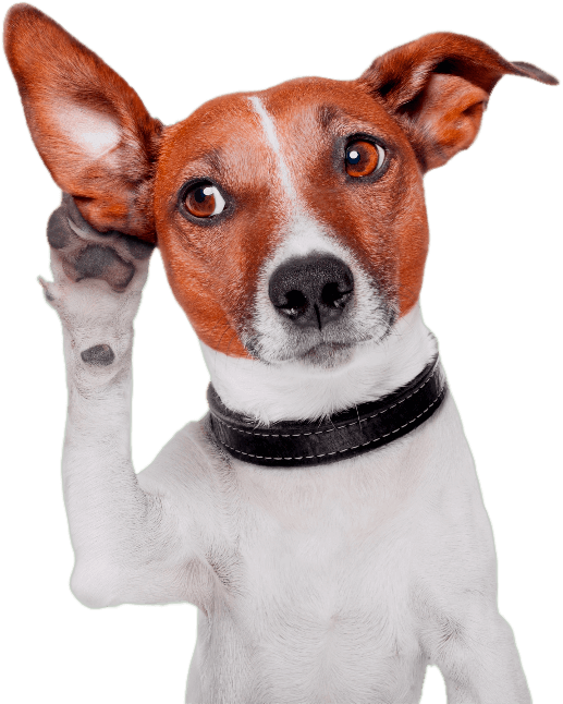 Perplexed Dog With One Ear Up PNG