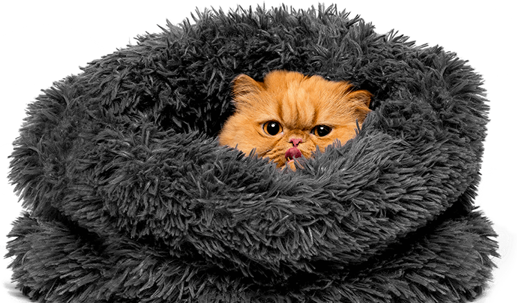 Persian Cat Cozyin Fluffy Blanket PNG